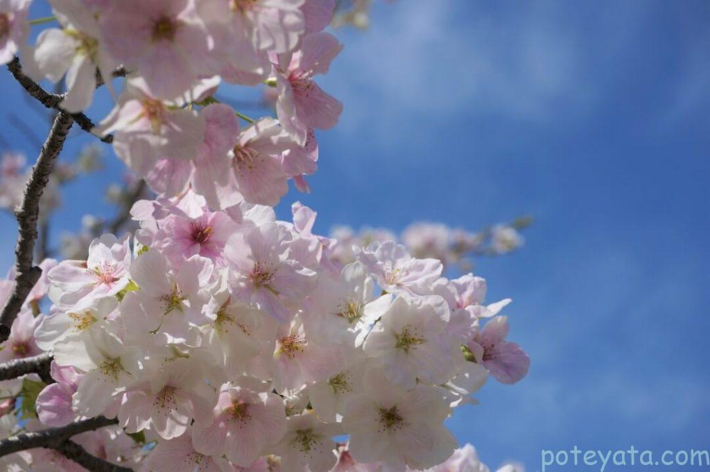 淡い色で咲く桜の花