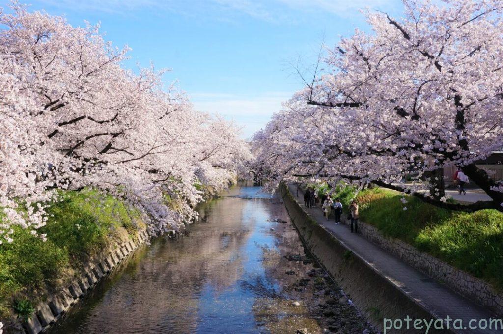 五条川の両岸の桜