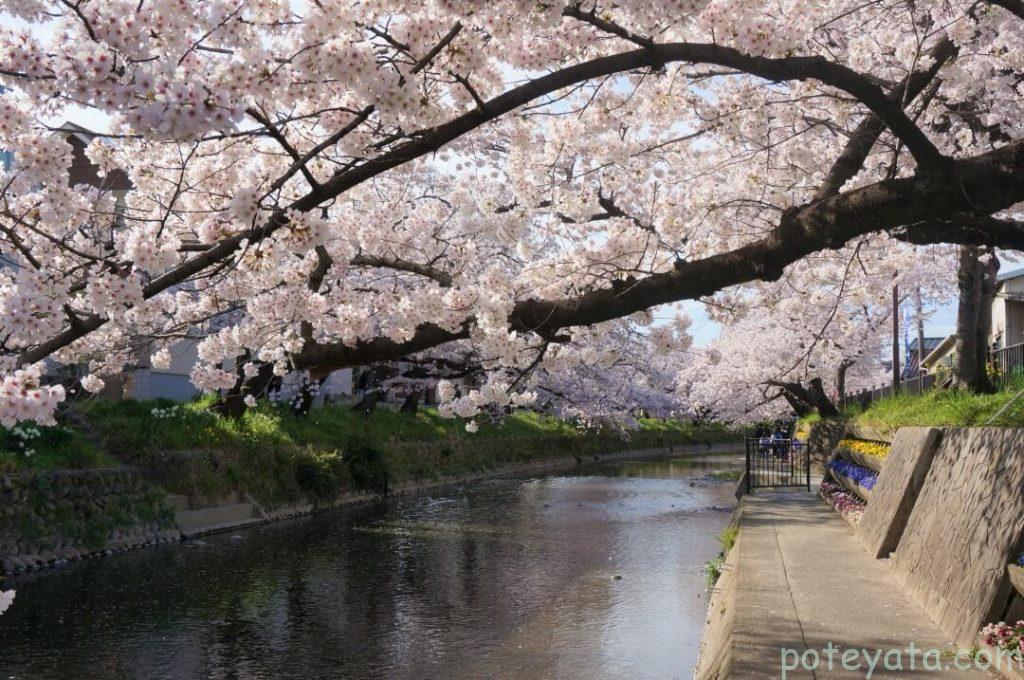五条川にせり出す桜