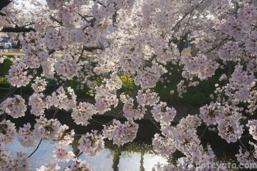 陽に照らされる桜の花