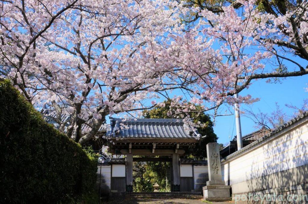 心月斎の入り口の門