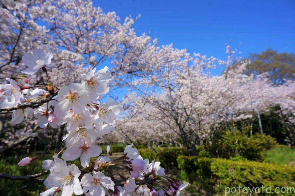 心月斎の桜の花