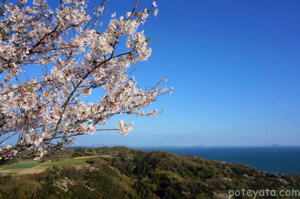 桜公園の桜と景色
