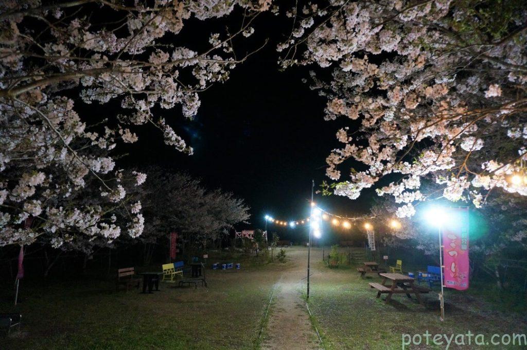 ライトアップされた桜公園