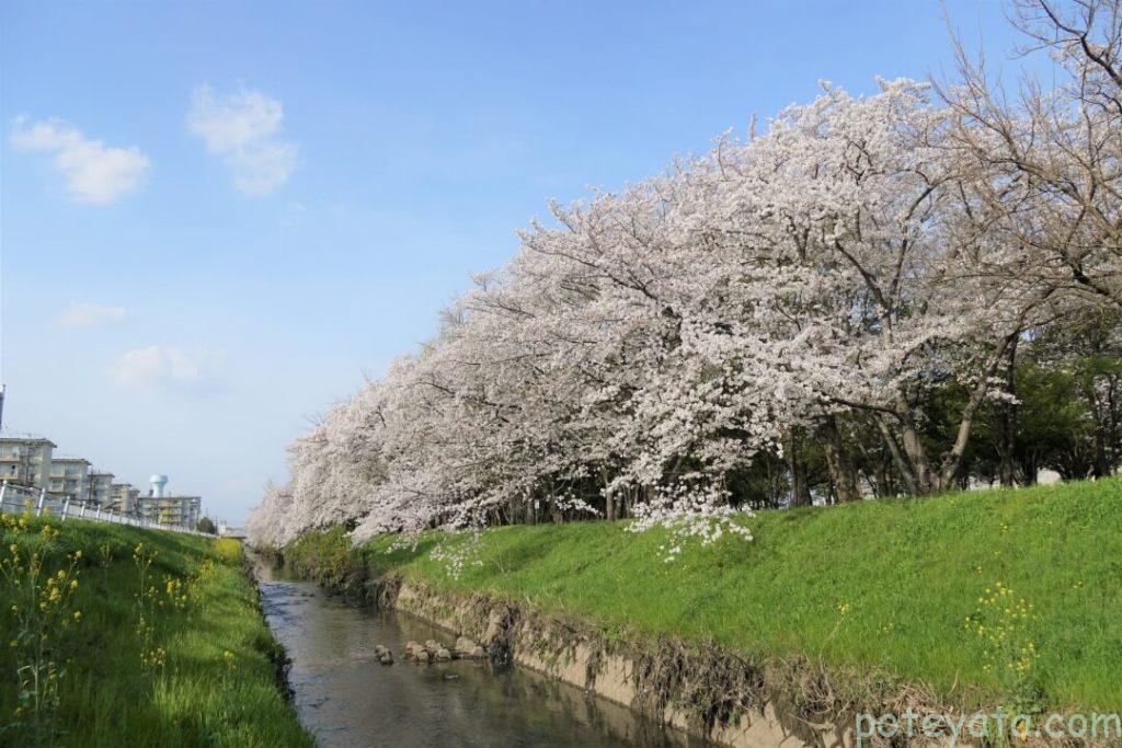 浄化センター横に咲く桜