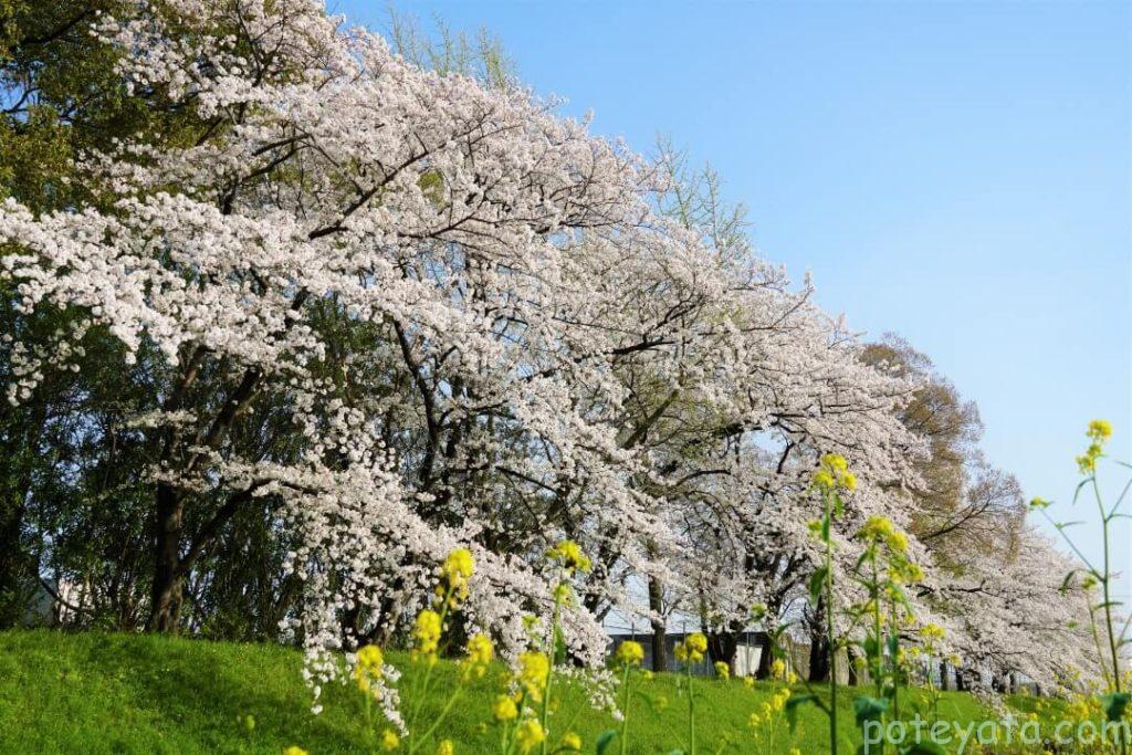 満開の桜の木