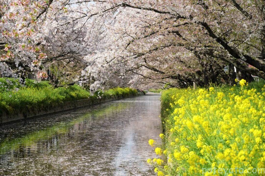 五条川沿いの菜の花