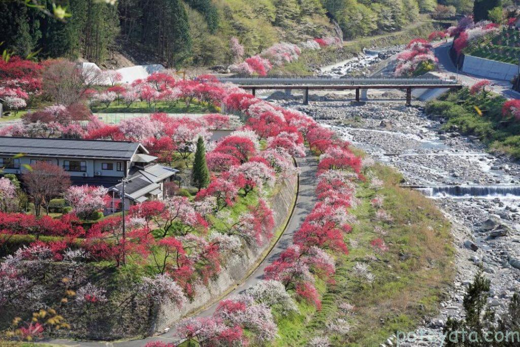 月川温泉 花桃の里の写真