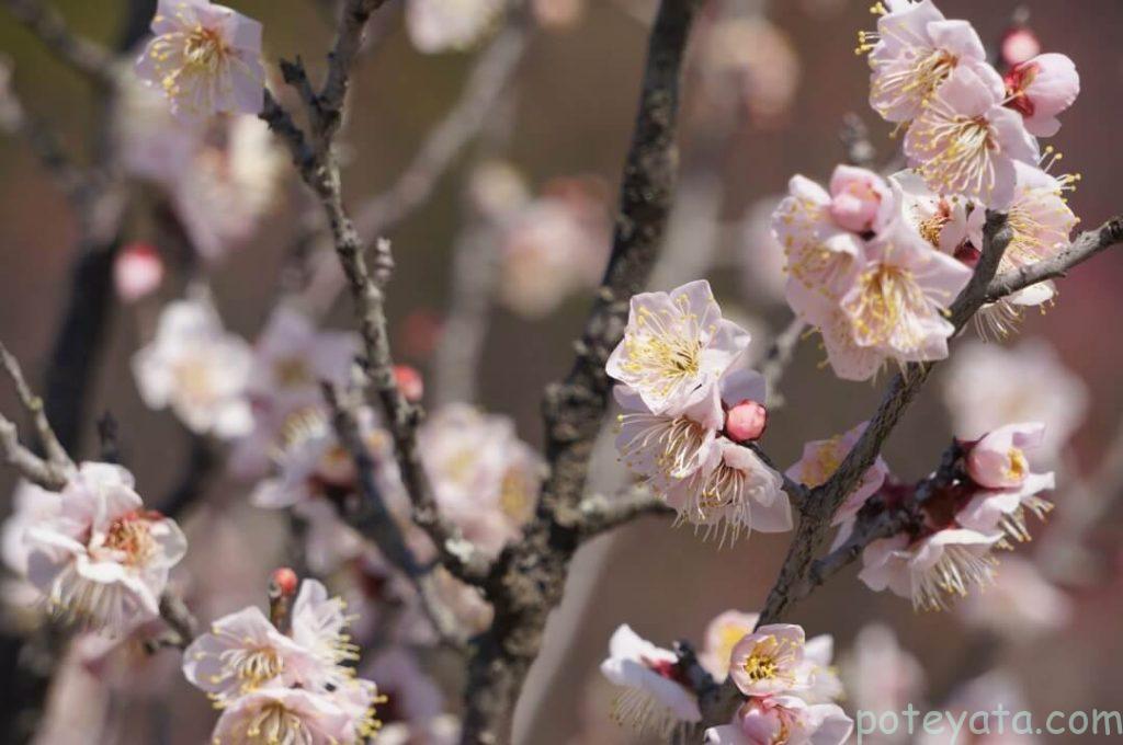星型のソウリウメ