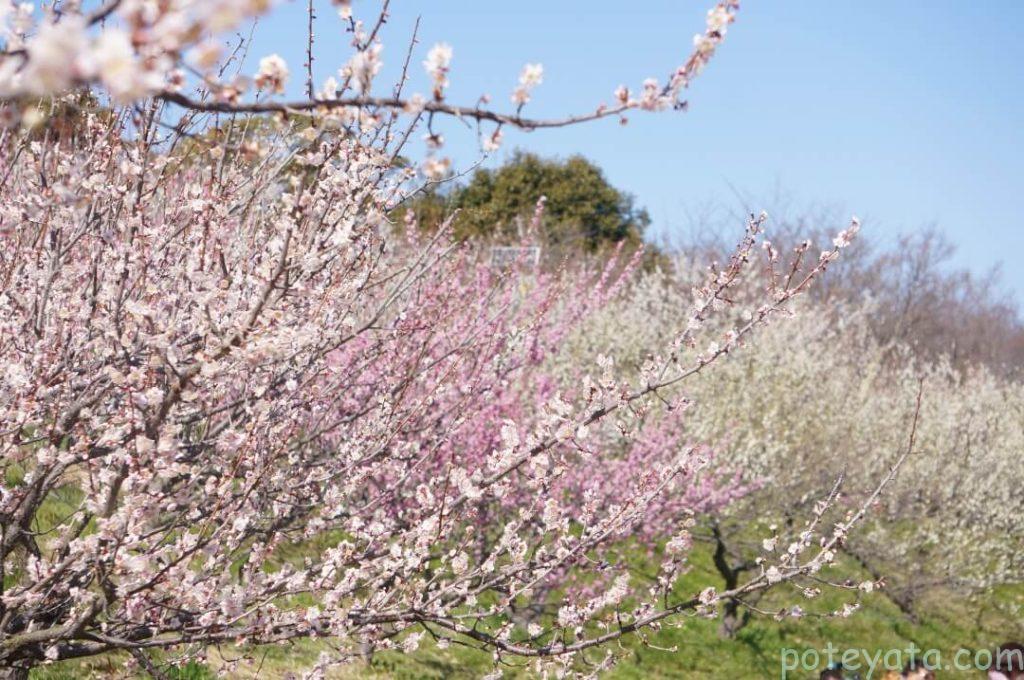 佐布里池に咲く梅の木々