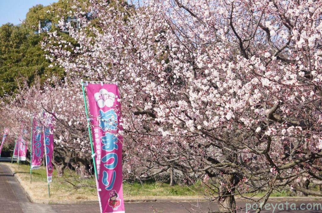 水の生活館横の梅林