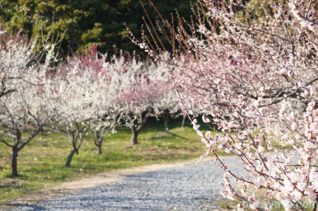 佐布里池沿いの梅林