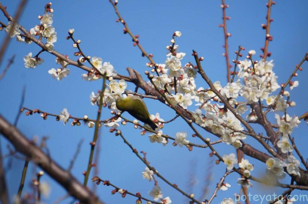 野鳥と梅の花