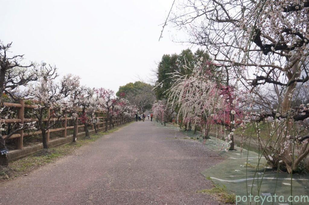 川沿いに咲く梅の花