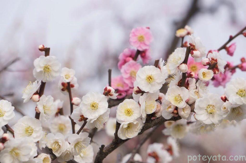 梅の花アップ