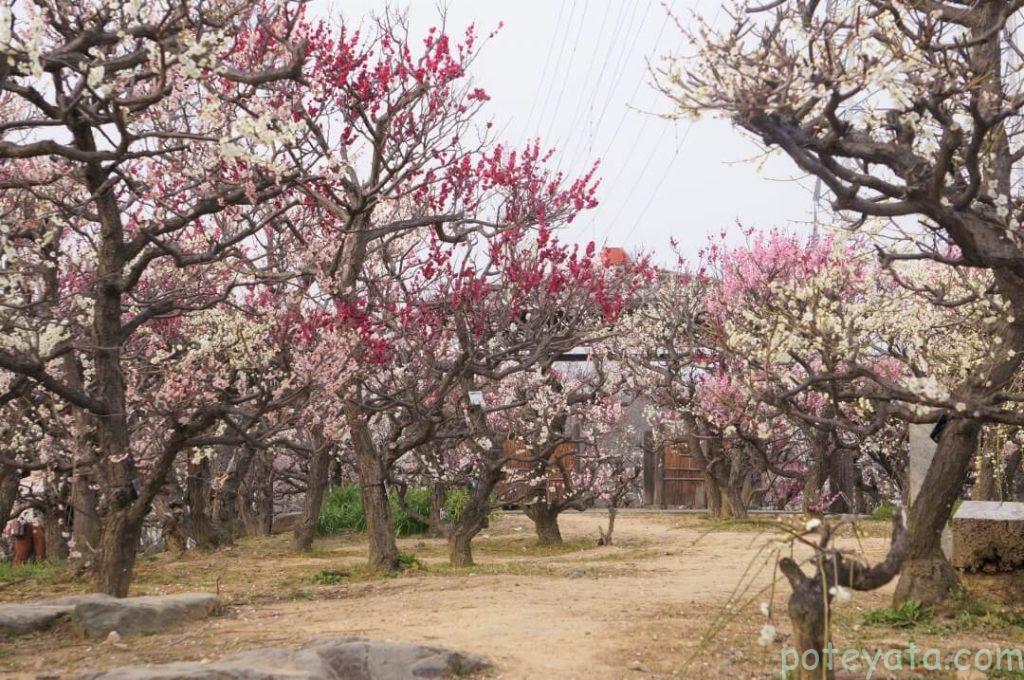 安八百梅園の梅の花