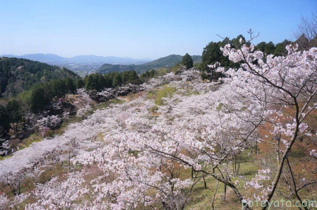 展望台から見える桜の景色