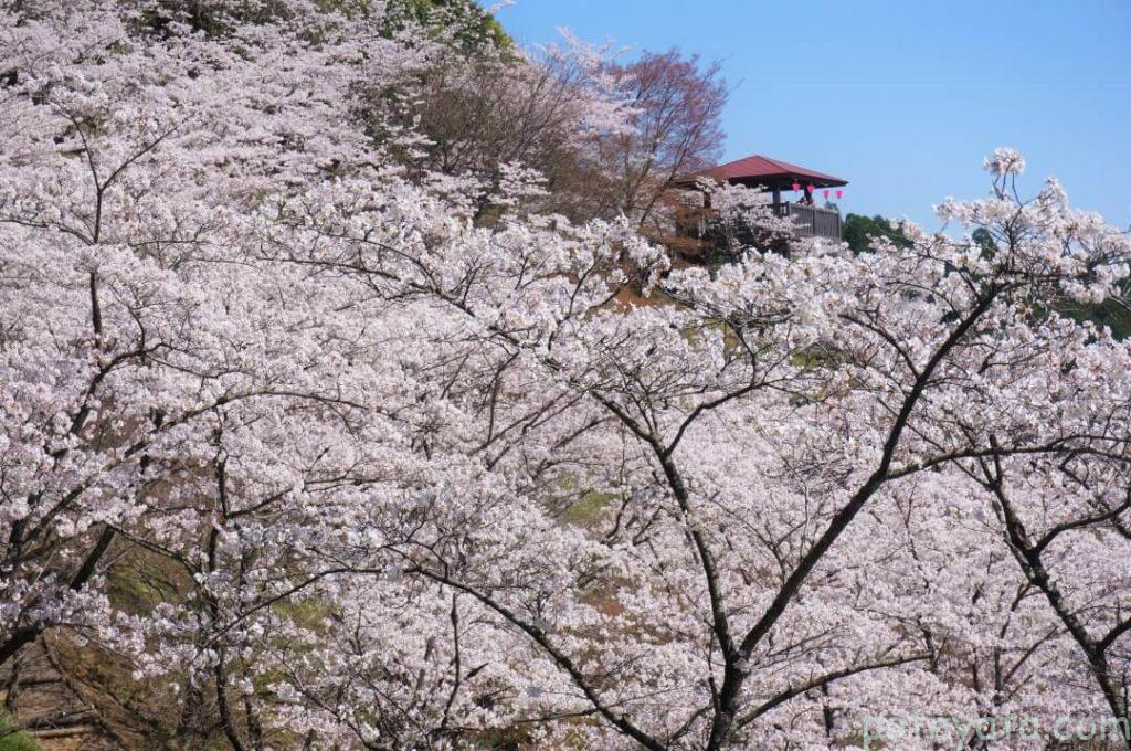 桜の向こうに見える展望台