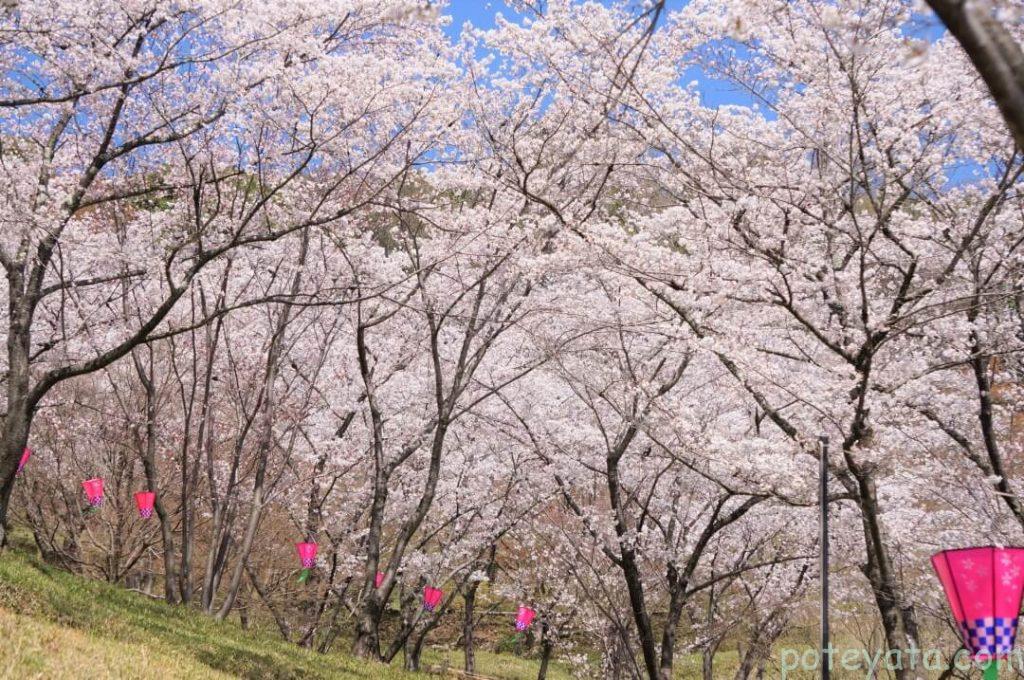 桜まつりの提灯とさくら