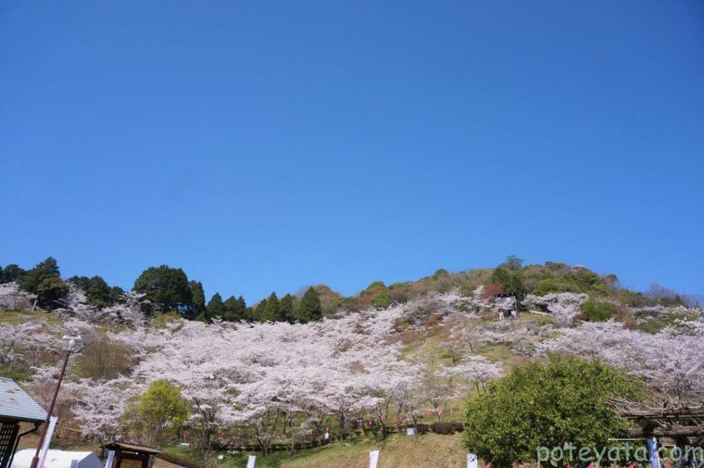 蘭丸ふる里の桜を下から見る