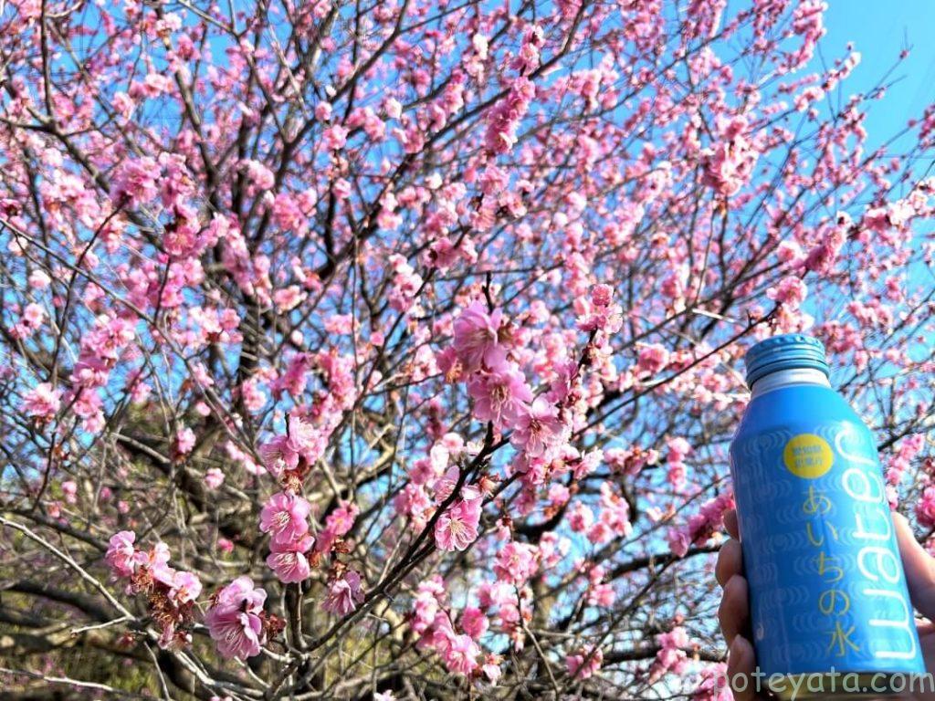 2023年に水の生活館でもらったあいちの水と梅の花