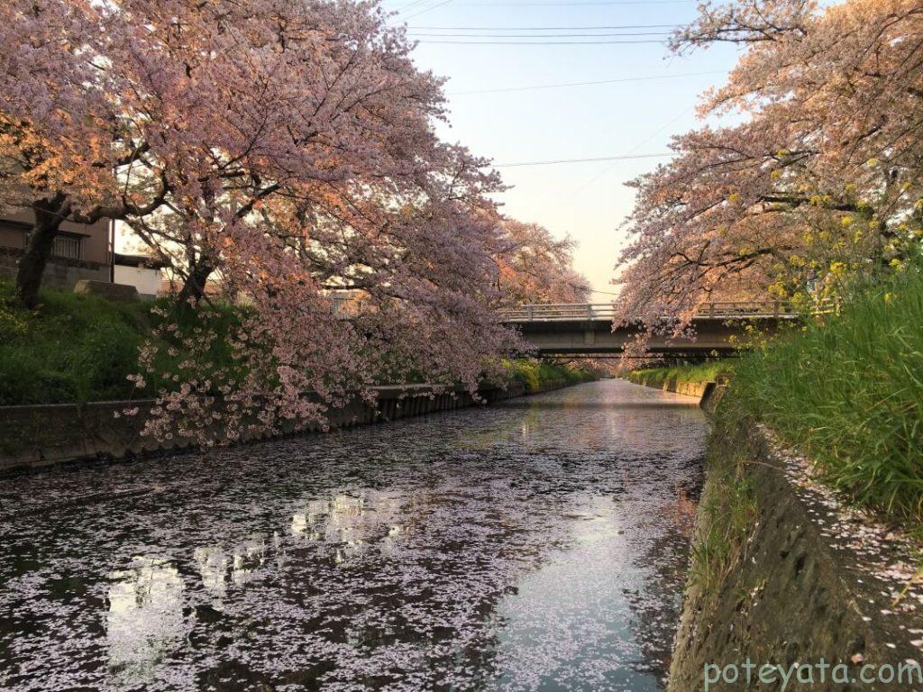 桜が流れる五条川