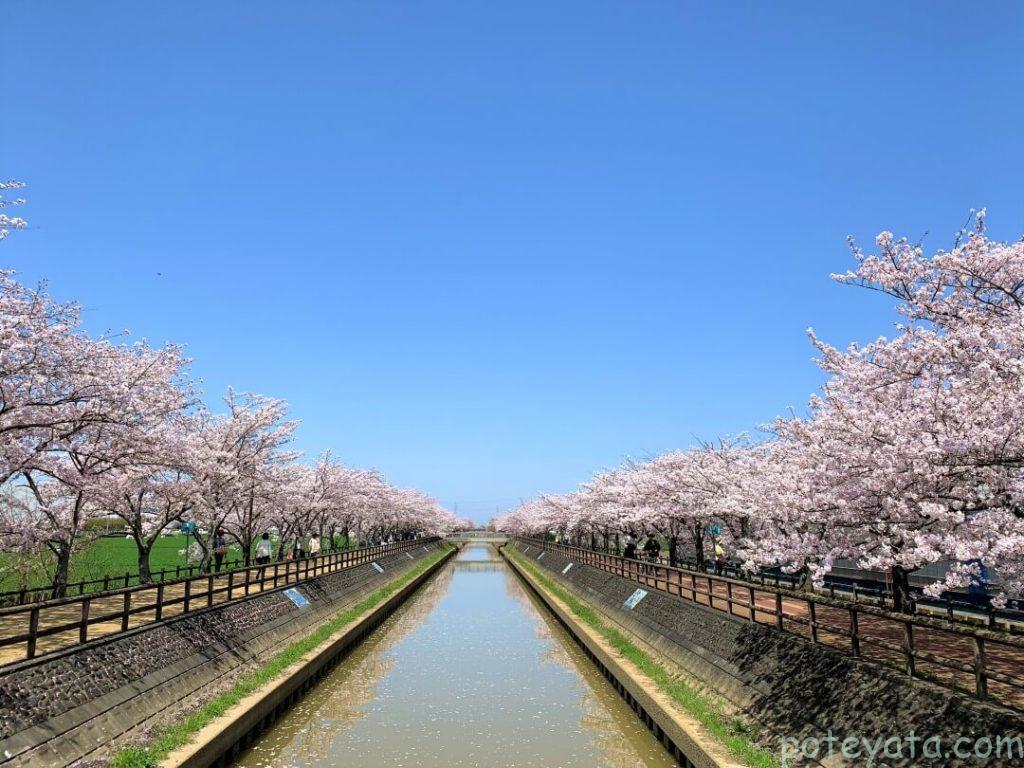 川の中央よりみた桜ネックレス