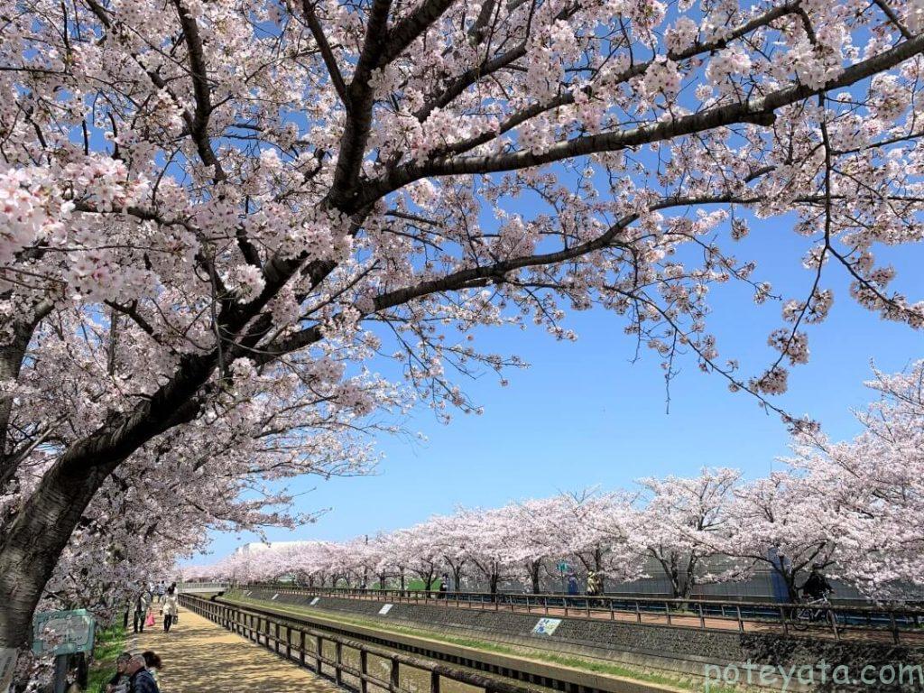 桜ネックレスに並ぶ桜