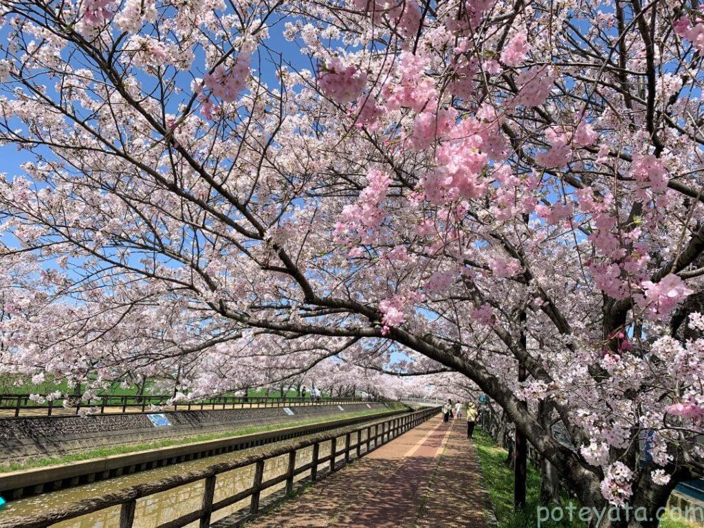 桜ネックレスの歩道