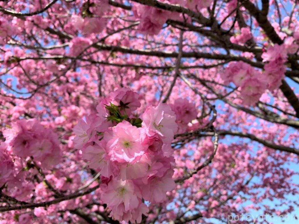 綺麗に咲くピンク色の桜