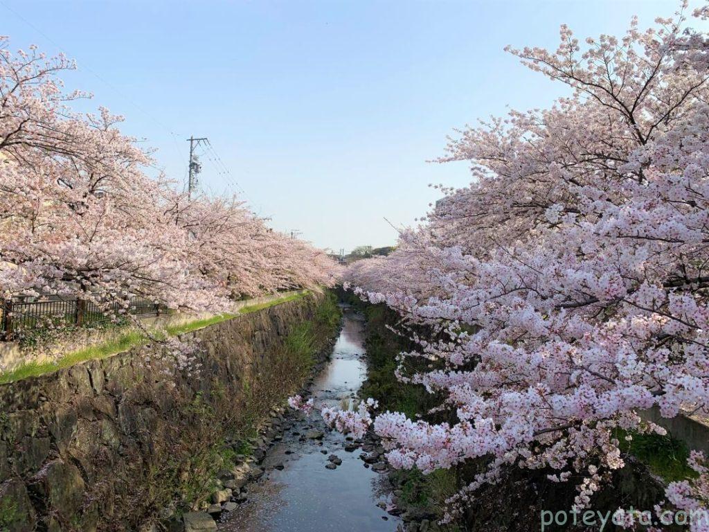 山崎川に咲く満開の桜