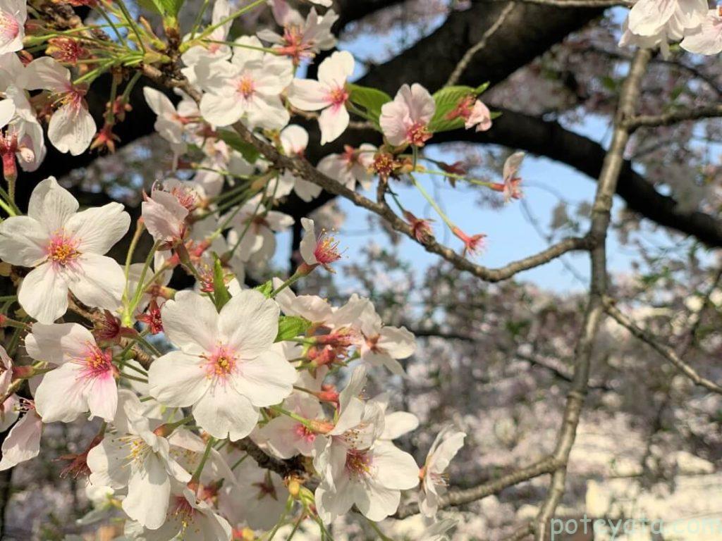 綺麗に咲くソメイヨシノ