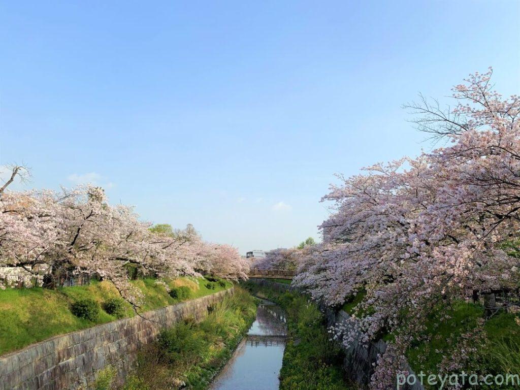 山崎川の両岸に咲く桜