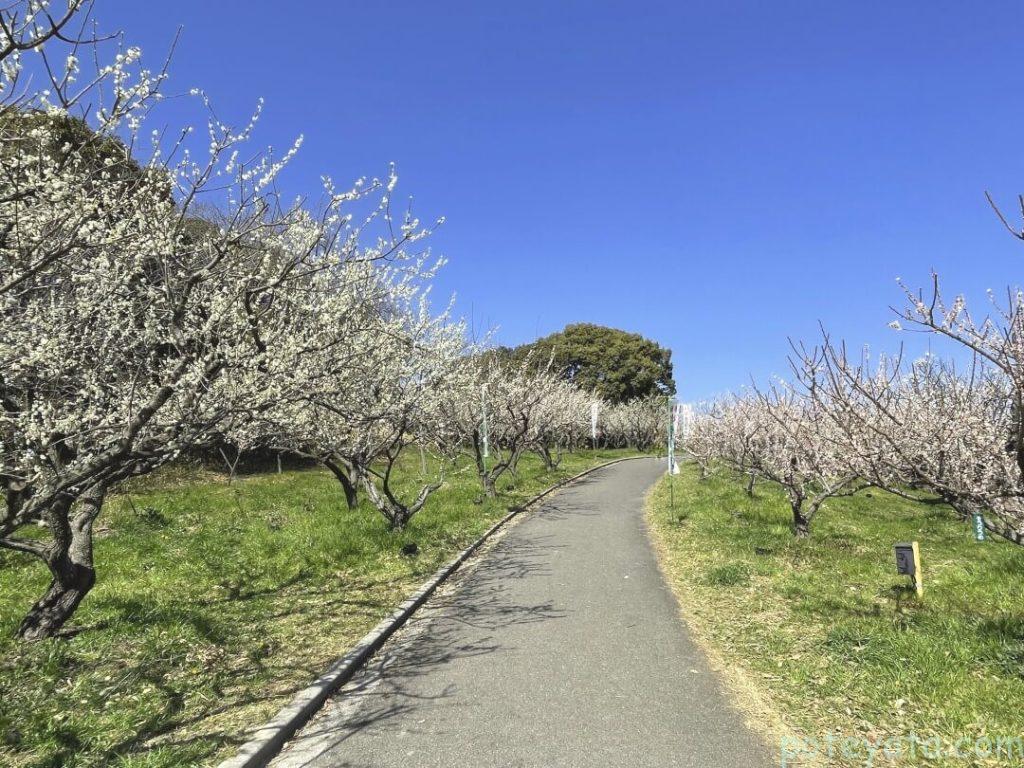 佐布里池の梅の道