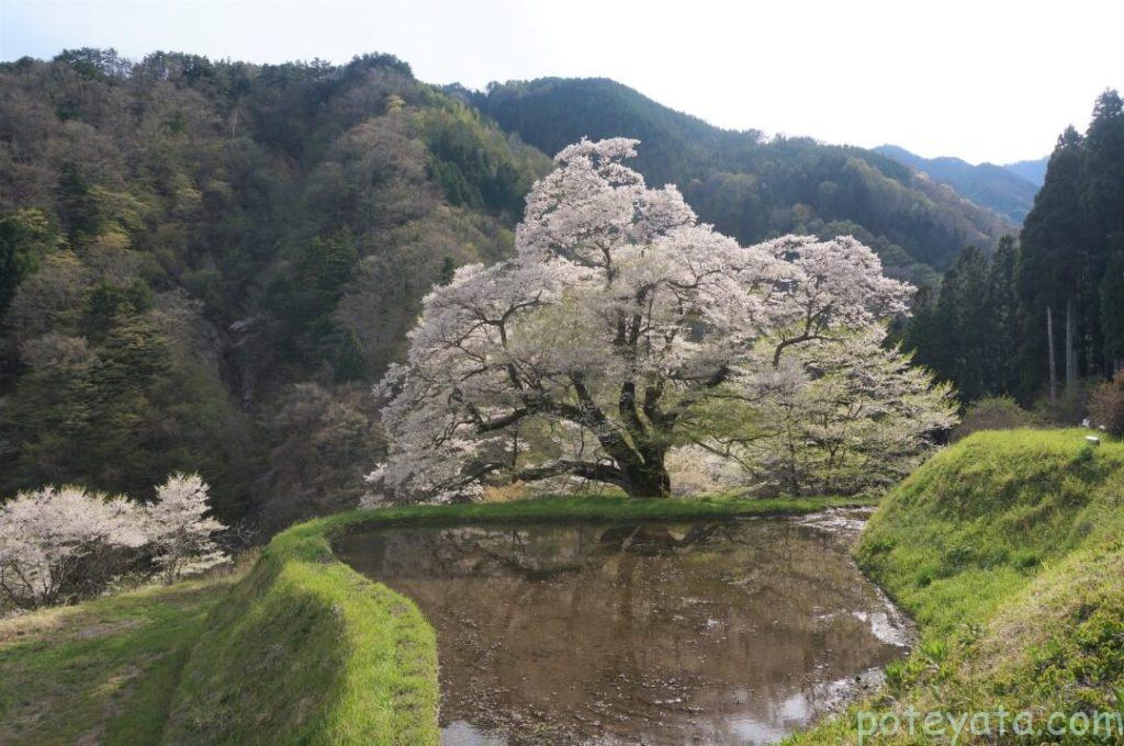 阿智村の駒つなぎの桜