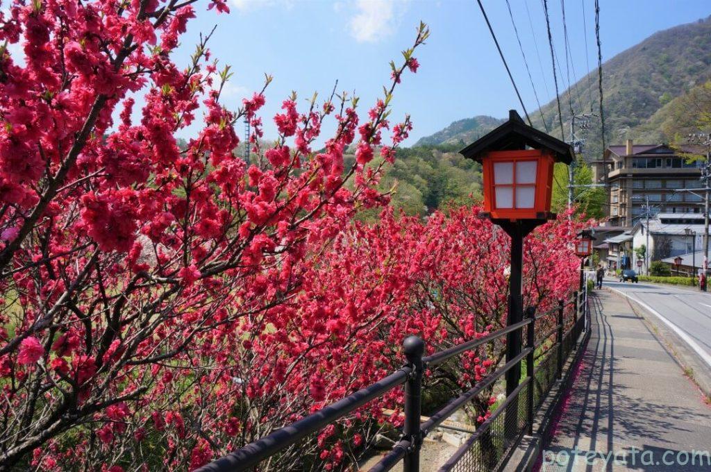 昼神温泉の花桃