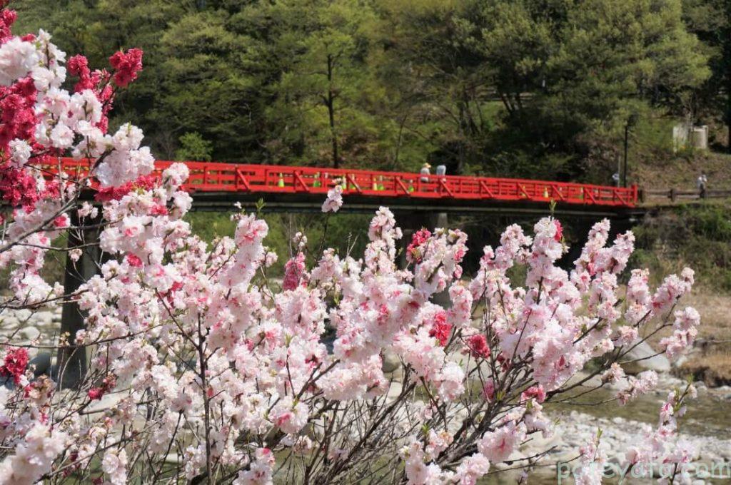 昼神温泉の花桃と赤い橋