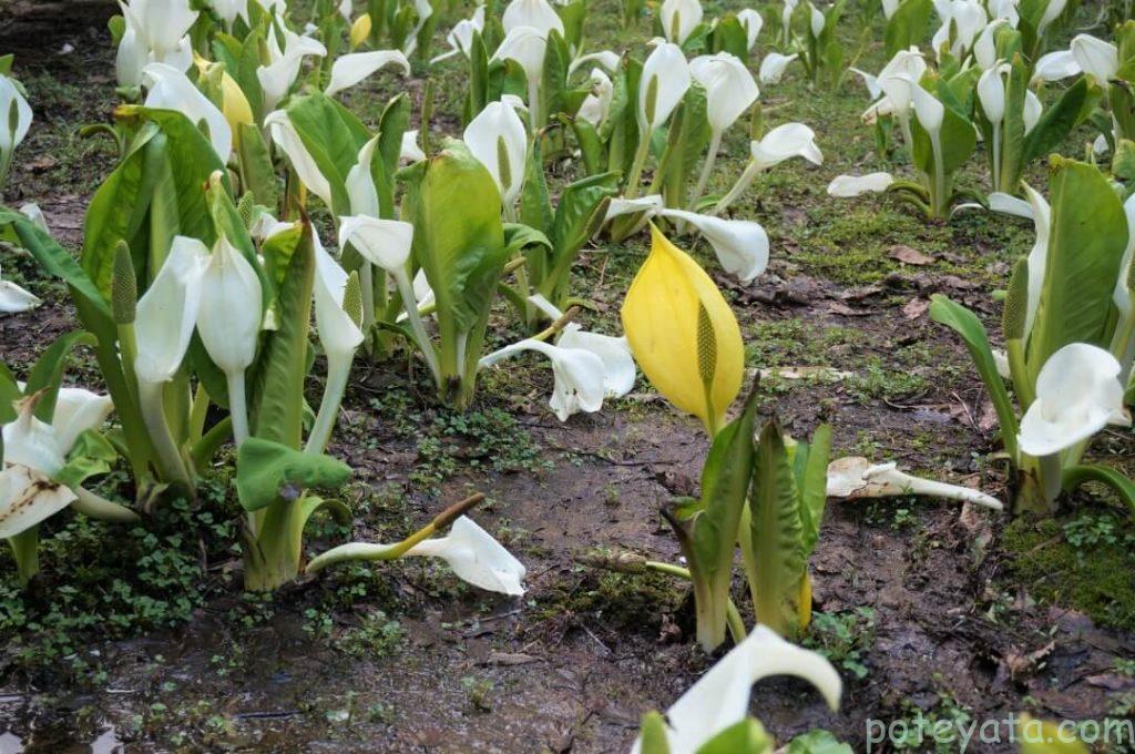 ヘブンスそのはらの黄色の水芭蕉
