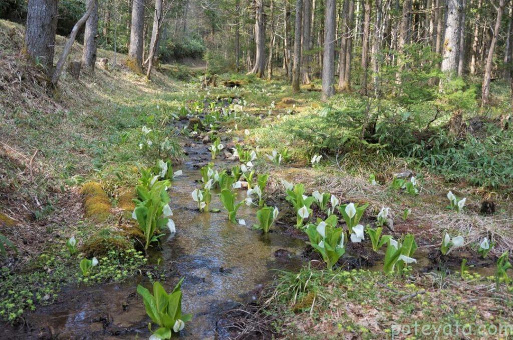 いわなの森の水芭蕉