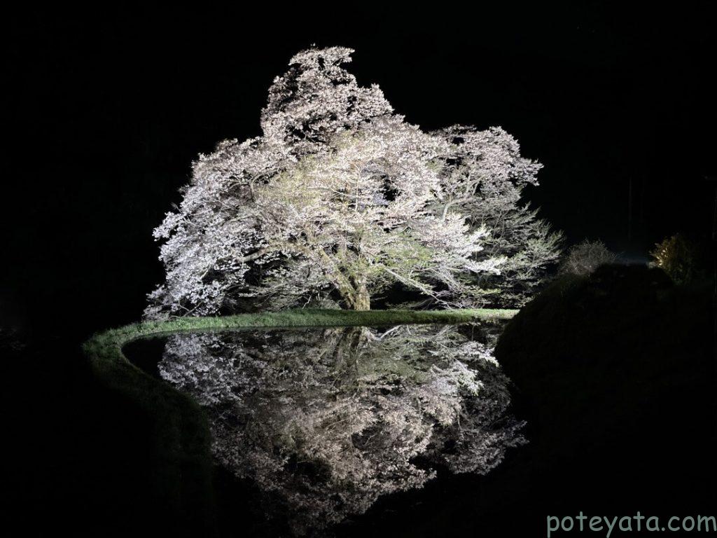 阿智村の駒つなぎの桜ライトアップ