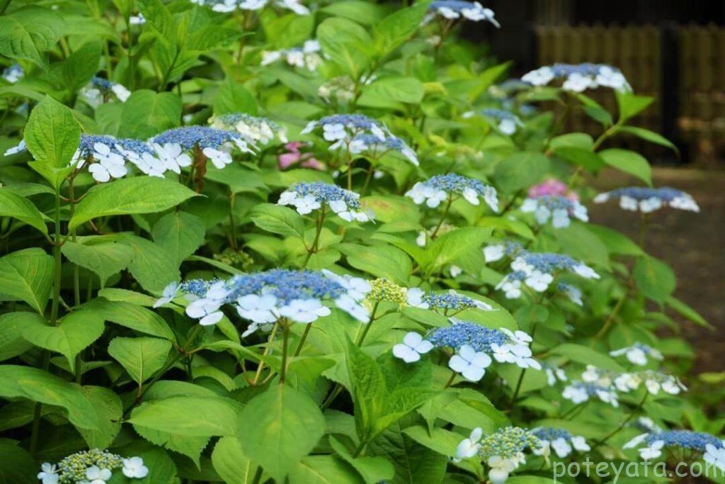 性海寺に咲く青色の紫陽花