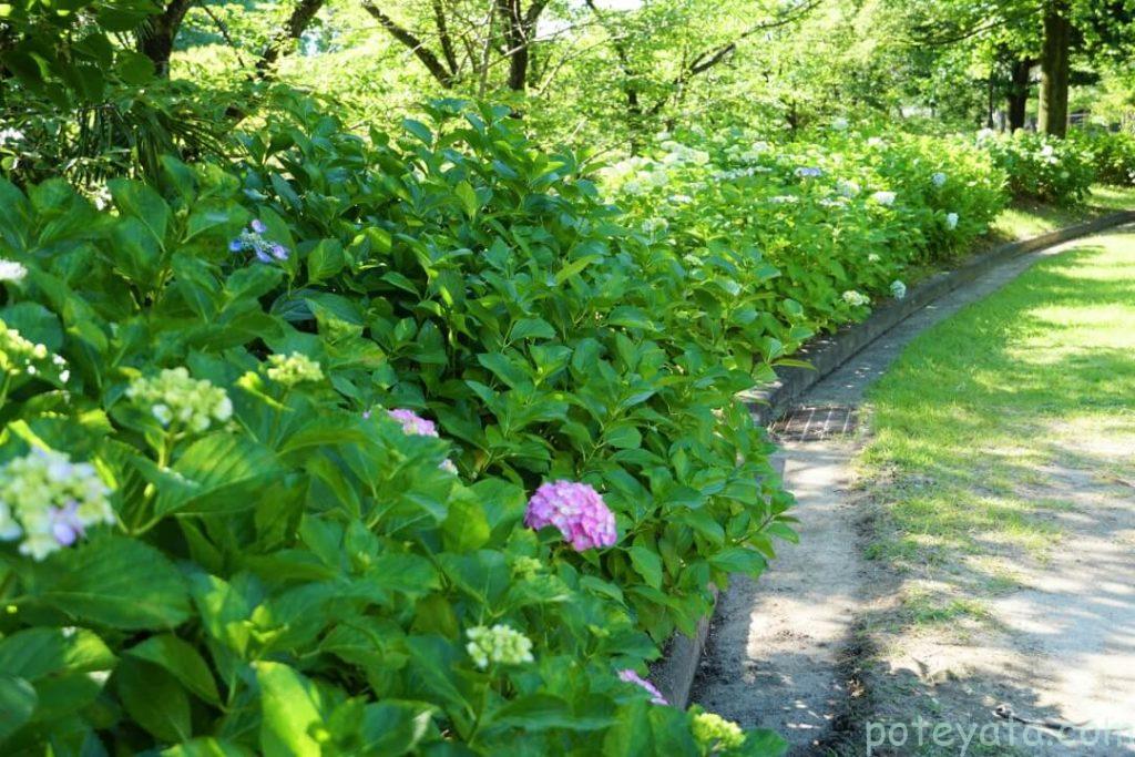 茶屋ヶ坂公園周りの咲きかけの紫陽花