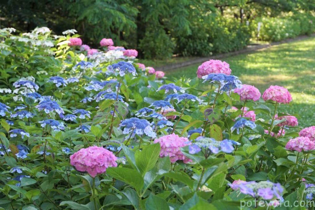 茶屋ヶ坂公園のガクアジサイ
