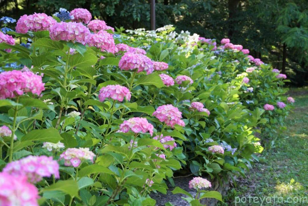 茶屋ヶ坂公園に咲く紫陽花