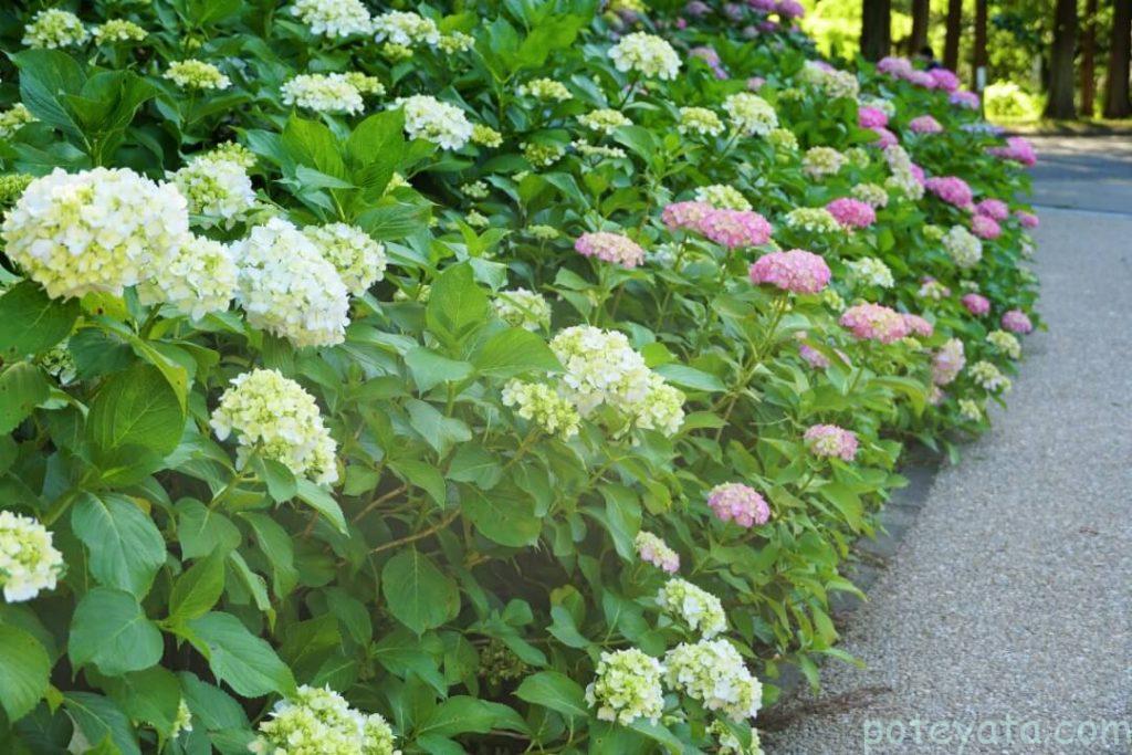茶屋ヶ坂公園の道沿いに咲く紫陽花