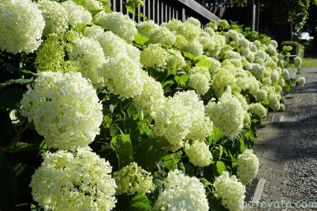 あじさい橋のしたに咲く紫陽花