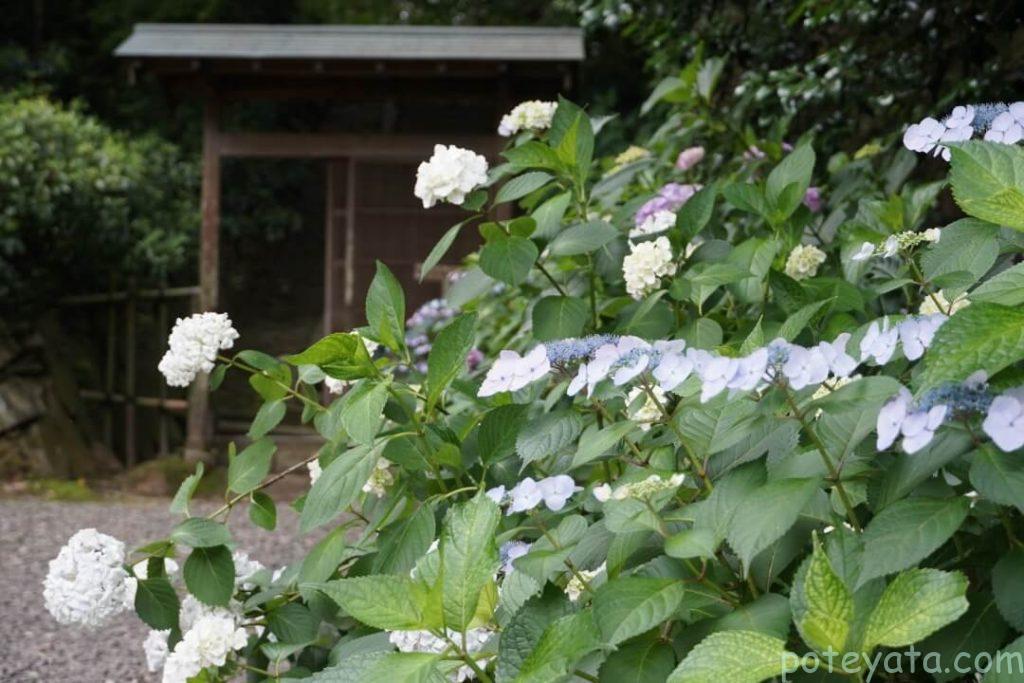 2023年の本光寺東御廟所前の紫陽花　　　　　