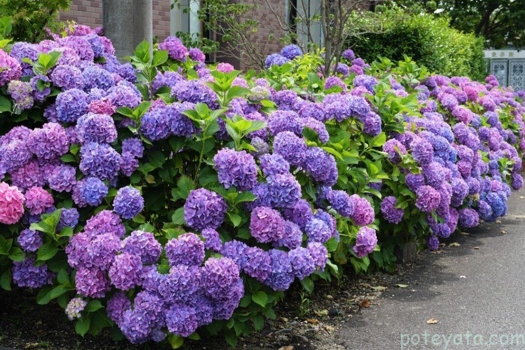 高徳院の駐車場に咲く紫陽花