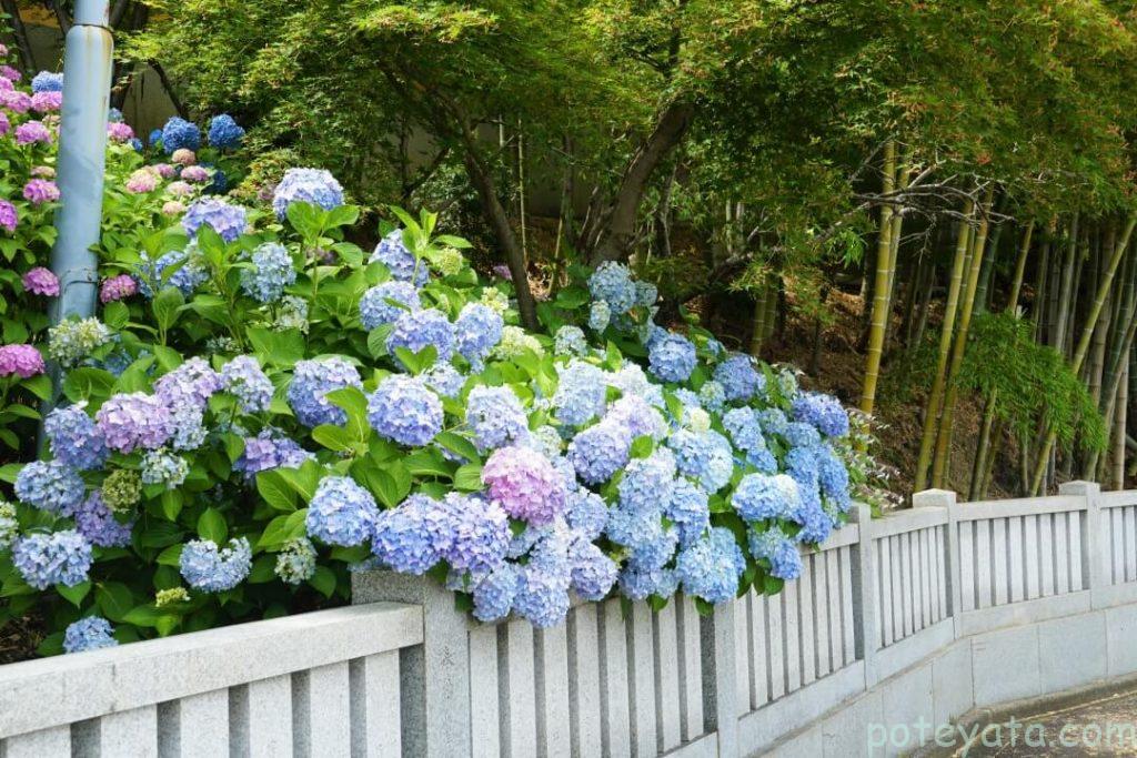 高徳院の石垣から顔を出す紫陽花