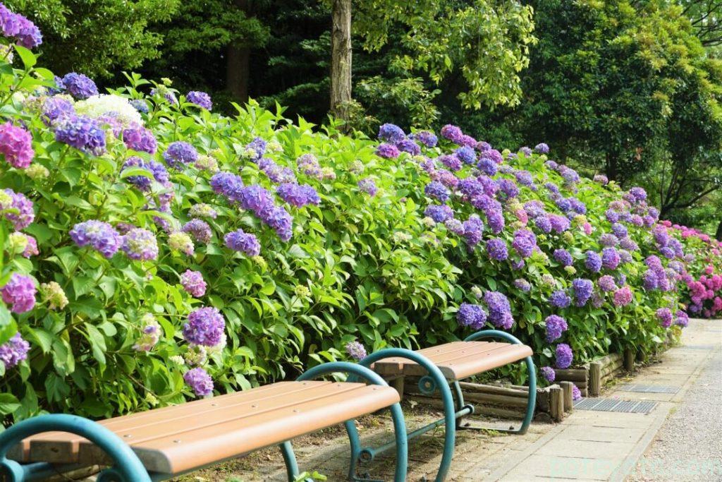 岩ヶ池公園のベンチと紫陽花